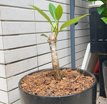 雞蛋花種植 雞蛋花種植