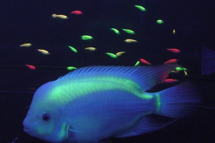 螢光魚生育 螢光魚生育