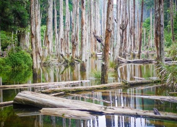 金柑樹山登山路線 金柑樹山登山路線