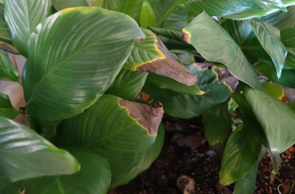 松柏葉子變黃處理 松柏葉子變黃處理