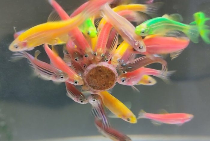 螢光觀賞魚 螢光觀賞魚