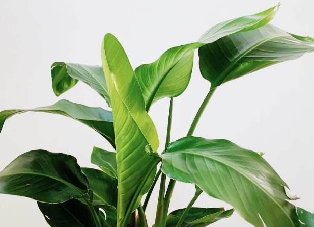 天堂鳥植物照顧 天堂鳥植物照顧