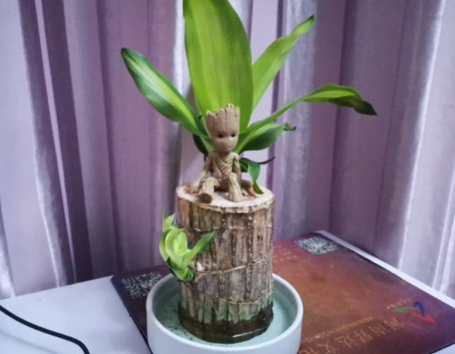 巴西木養護方法 巴西木養護方法