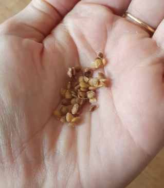 番茄種子哪裡買