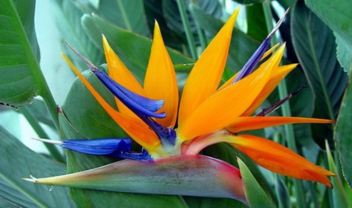 鹤望兰品种 鹤望兰品种