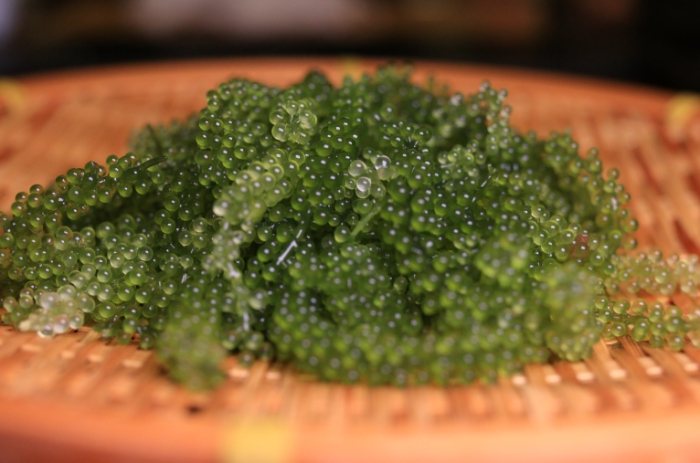 海葡萄蟲防治 海葡萄蟲防治