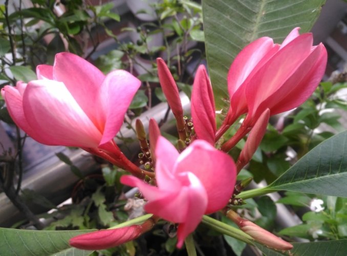 雞蛋花葉子燒焦 雞蛋花葉子燒焦