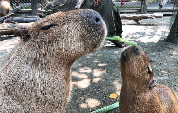 台南農場水豚 台南農場水豚