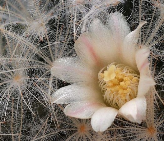 白星仙人掌照顧技巧 白星仙人掌照顧技巧