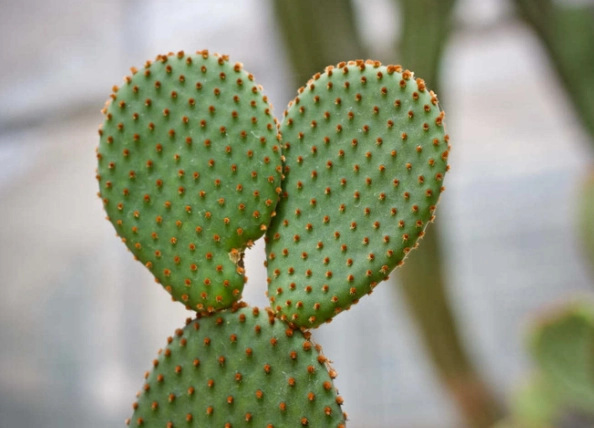 仙人掌變咖啡色 仙人掌變咖啡色