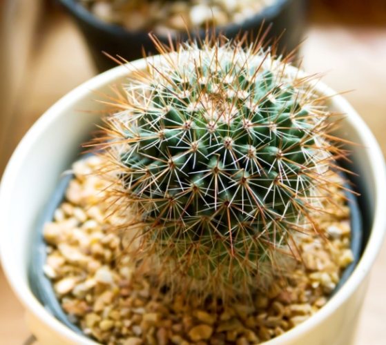 仙人掌養護技巧