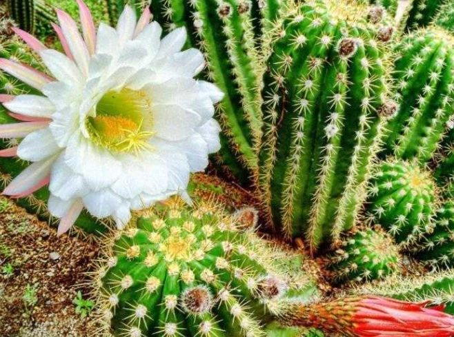 仙人掌怎樣算死掉