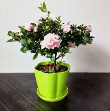 室內盆栽照顧 室內盆栽照顧