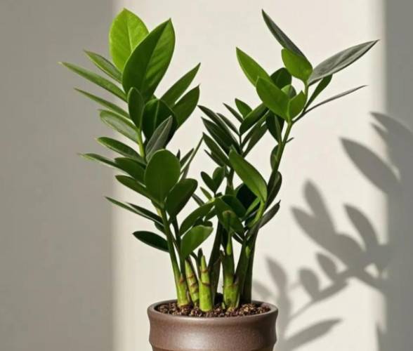 金錢樹換盆方法 金錢樹換盆方法