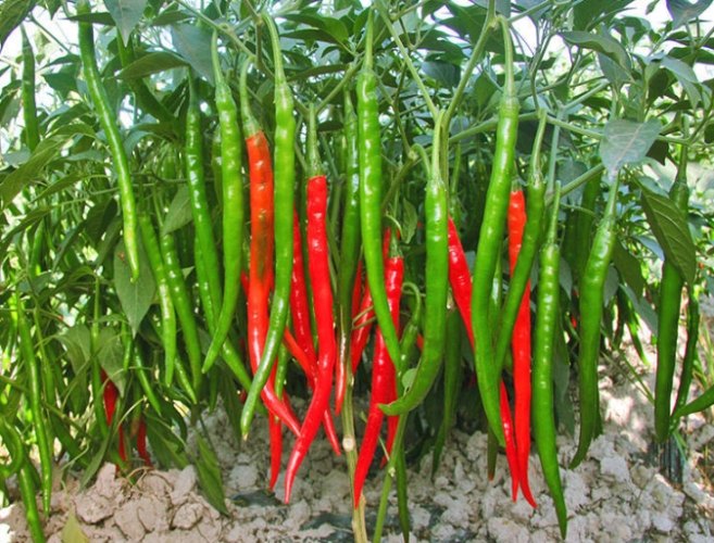 辣椒怎麼種 辣椒怎麼種