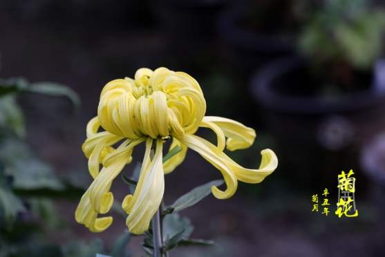 促進菊花開花 促進菊花開花