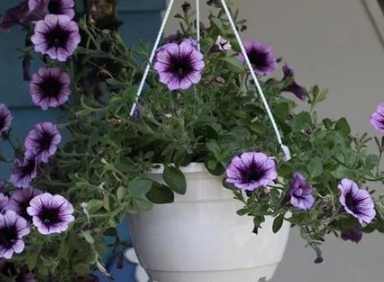 耐陰植物 耐陰植物