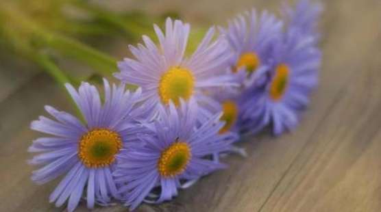 小雛菊花語紫色 小雛菊花語紫色