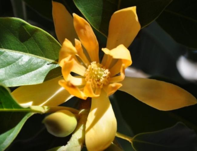 黃玉蘭精油功效 黃玉蘭精油功效