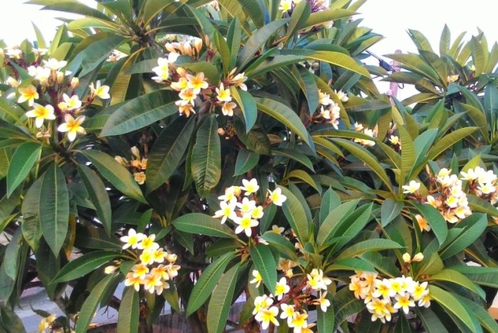 天然防蚊方法 天然防蚊方法