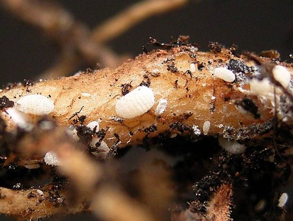 根粉介殼蟲如何消滅