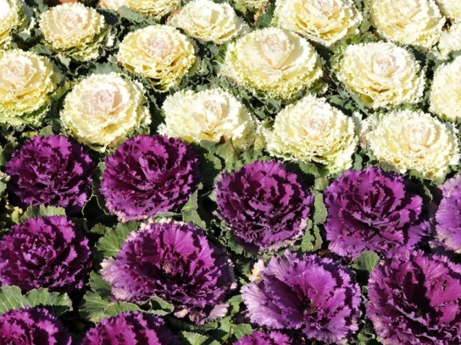 羽衣甘藍營養價值 羽衣甘藍營養價值