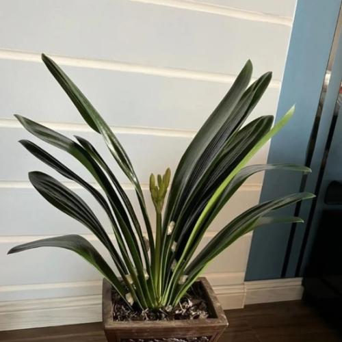 植物換盆 植物換盆