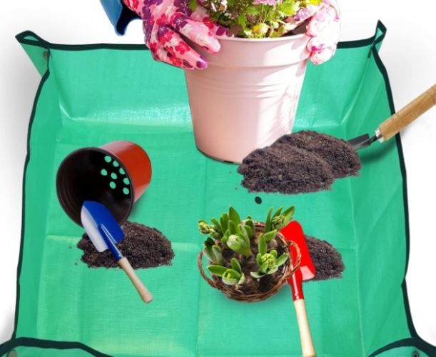 植物移植後照顧