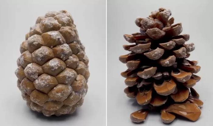 松樹種子發芽方法 松樹種子發芽方法