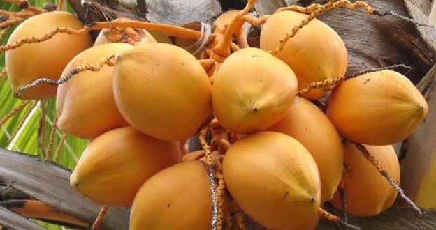 黃椰子果實可以吃嗎 黃椰子果實可以吃嗎