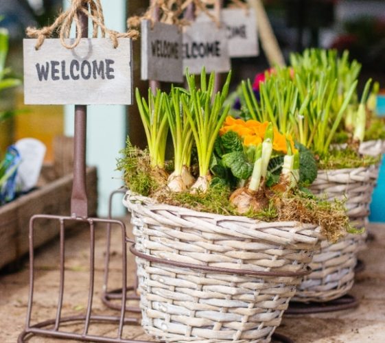 居家種菜 居家種菜