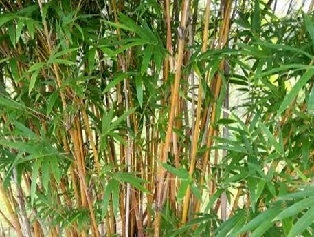 觀賞竹種類
