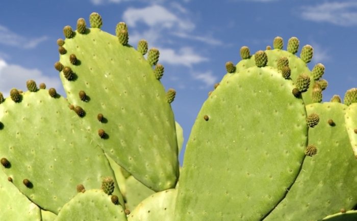 仙人掌養護技巧 仙人掌養護技巧