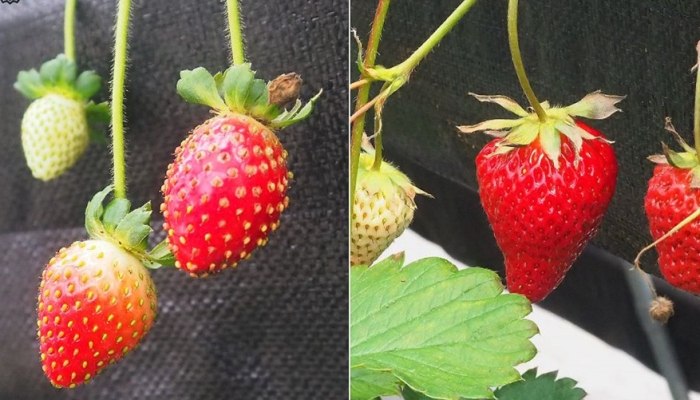 紅顏草莓甜度 紅顏草莓甜度