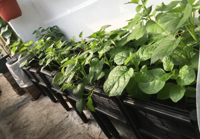 陽台種菜容器 陽台種菜容器