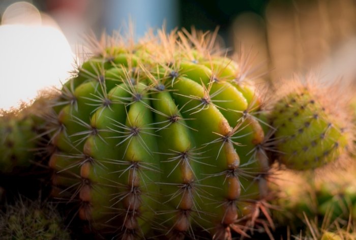 仙人掌養護 仙人掌養護