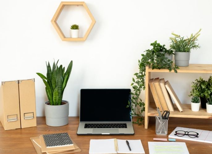 桌面植物养护 桌面植物养护