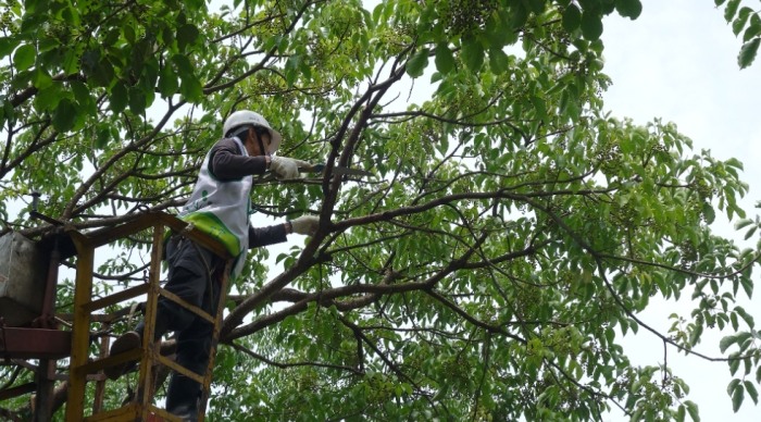 樹木修剪技巧 樹木修剪技巧