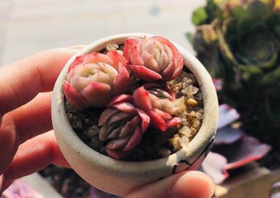 多肉植物冬季養護 多肉植物冬季養護