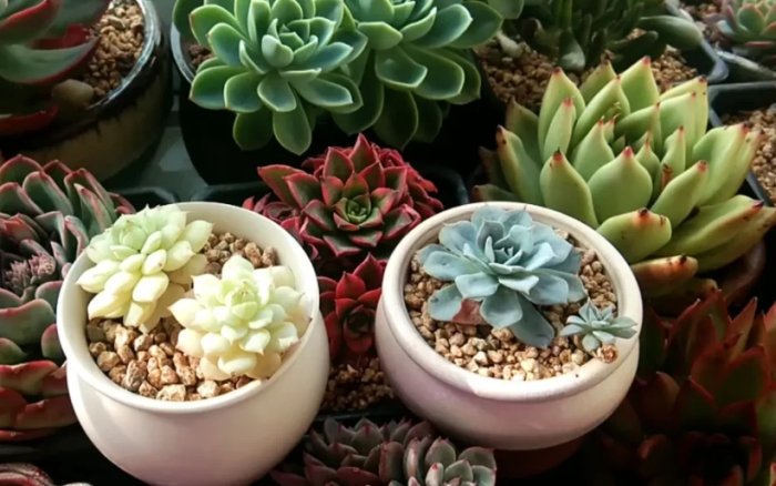 植物澆水錯誤 植物澆水錯誤