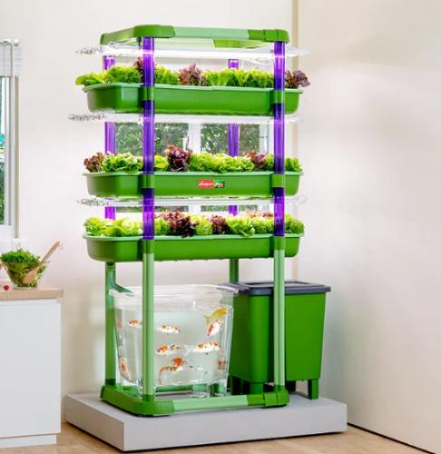 魚菜共生系統維護 魚菜共生系統維護