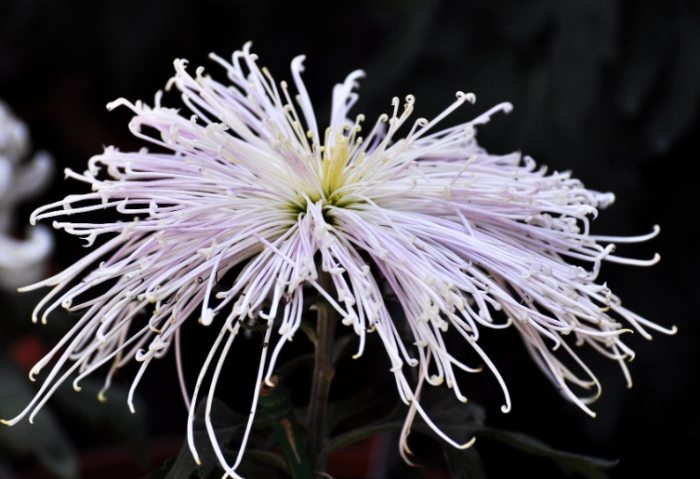 菊花景點 菊花景點