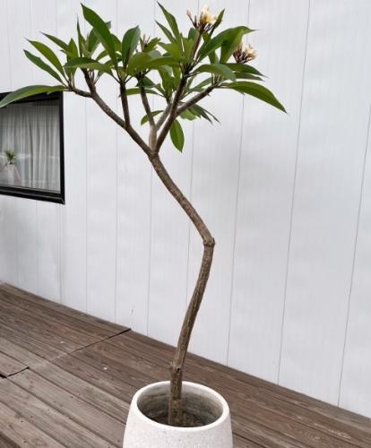 雞蛋花盆栽 雞蛋花盆栽