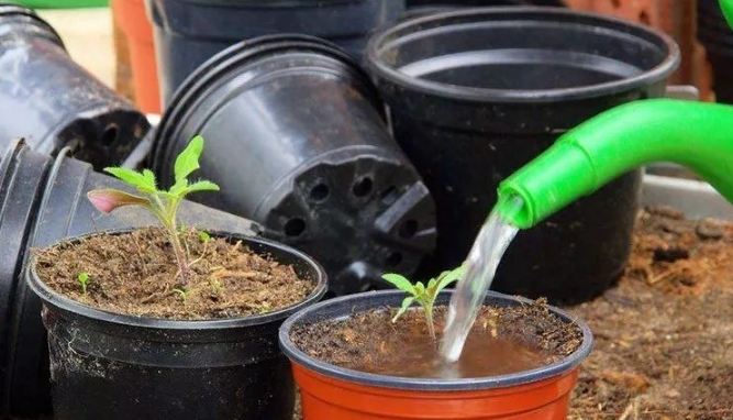 居家種菜 居家種菜