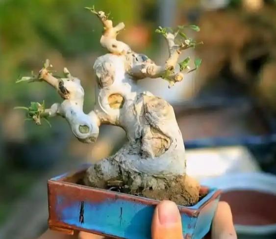 盆栽修剪技巧 盆栽修剪技巧