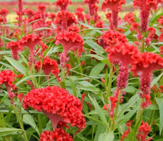 雞冠花照顧 雞冠花照顧