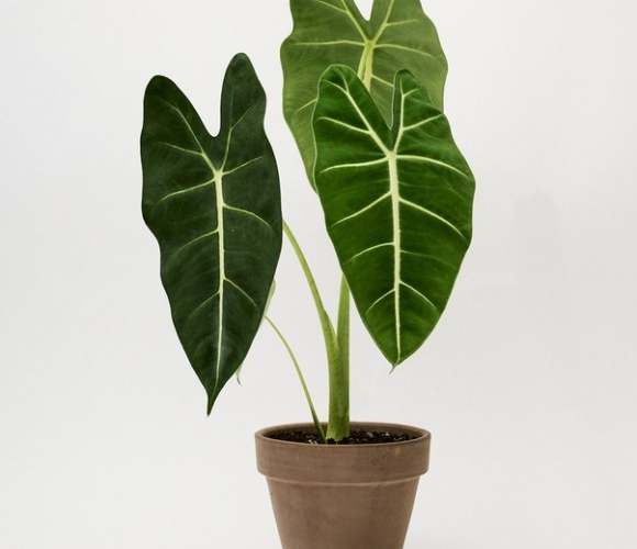 觀葉植物推薦 觀葉植物推薦