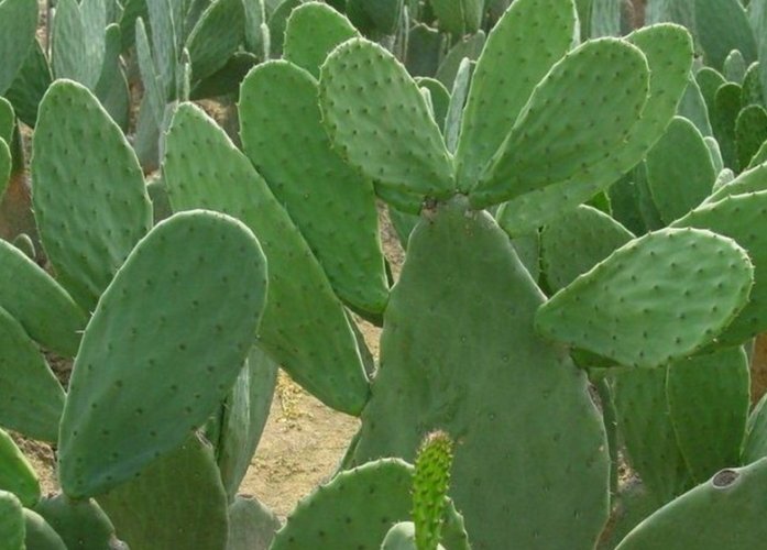 仙人掌軟化原因 仙人掌軟化原因