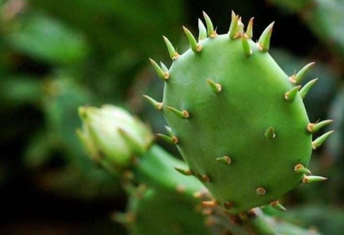 仙人掌長得快的方法