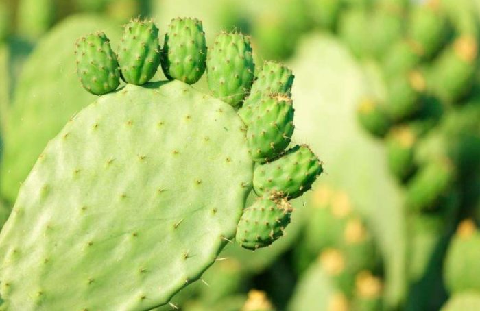 仙人掌種植方法